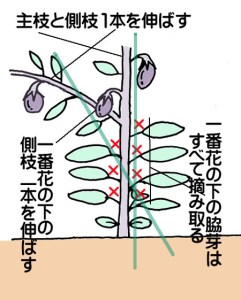 ナス 仕立て方 2本仕立てと3本仕立て ナスの育て方 Com